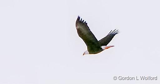 Bald Eagle In Flight_P1020550.jpg - Bald Eagle (Haliaeetus leucocephalus) photographed along the Rideau Canal Waterway near Smiths Falls, Ontario, Canada.